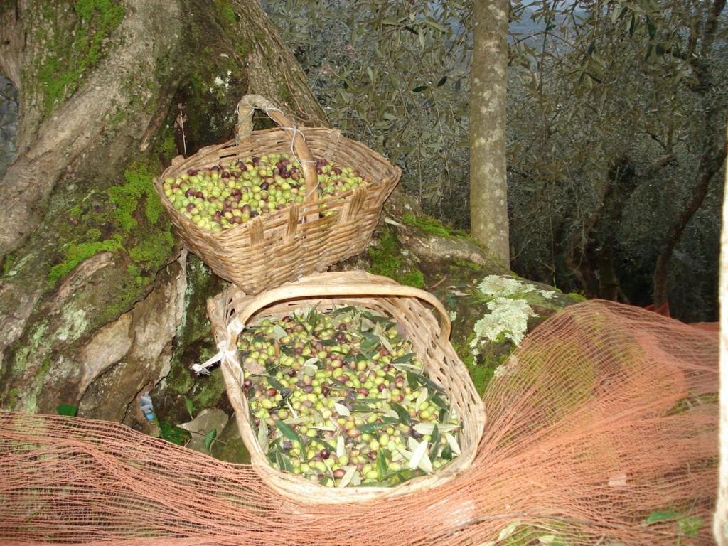 Agriturismo A Veggia Vigna Villa Гарленда Екстериор снимка