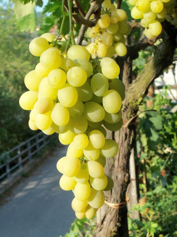 Agriturismo A Veggia Vigna Villa Гарленда Екстериор снимка